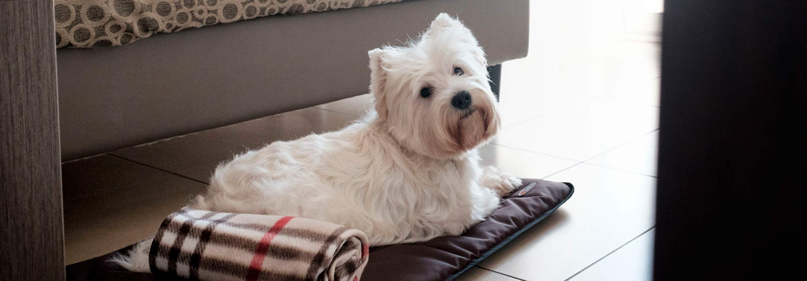 Jesolo Pet Hotel