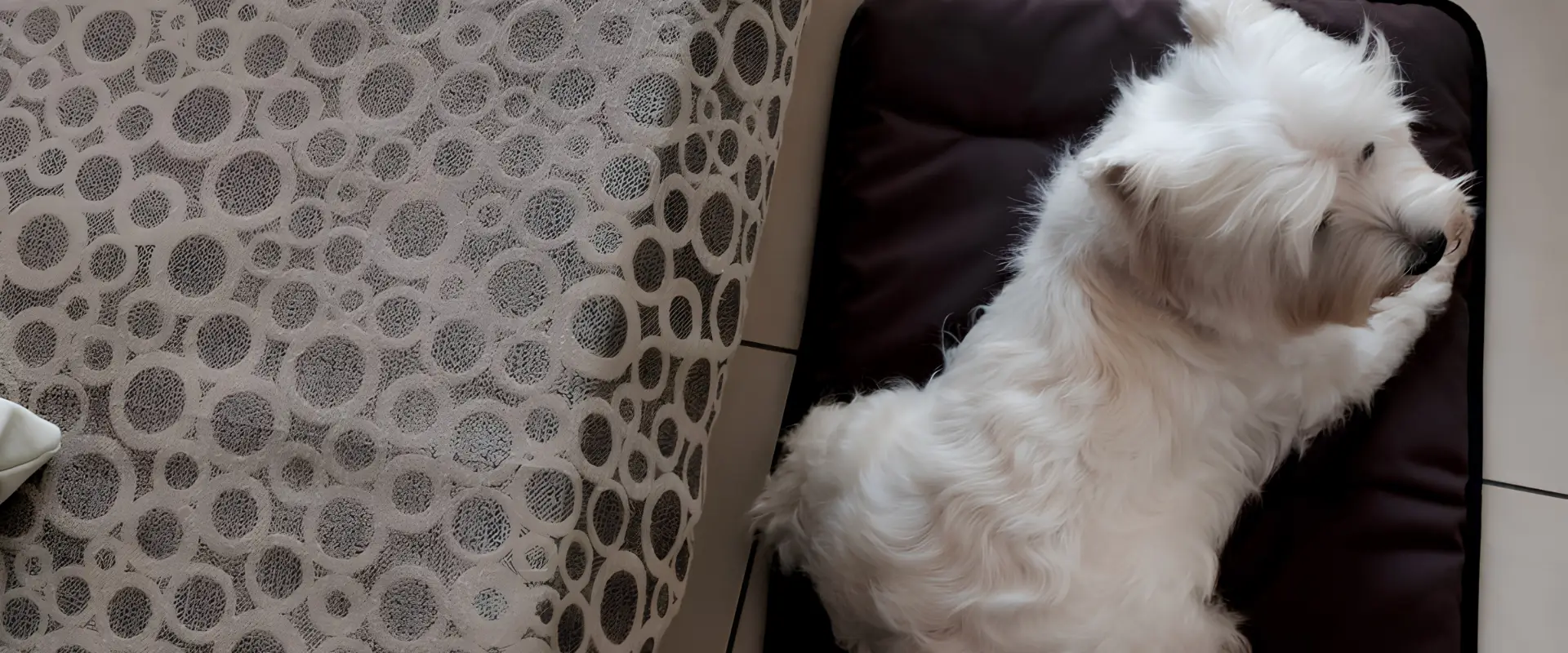 Hotel pet friendly a Jesolo vicino al mare